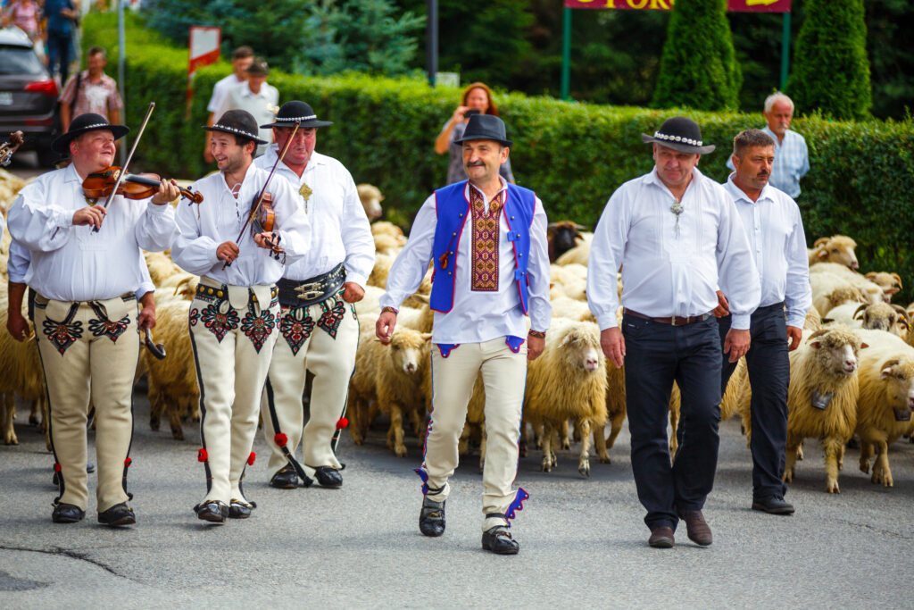 Muzykanci i górale prowadzący redyk ulicą, w tle stado owiec