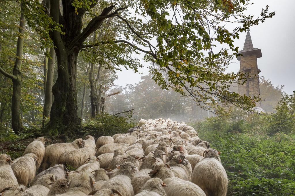 aStado owiec prowadzone leśną ścieżką podczas redykuRedyk