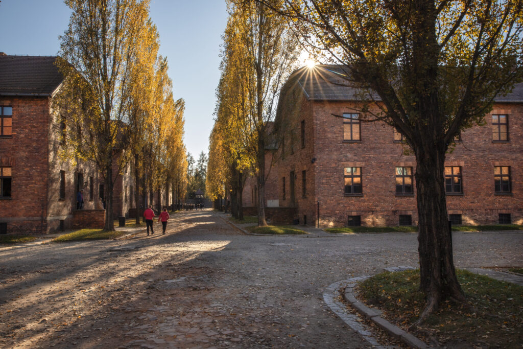 Aleja otoczona drzewami i ceglane baraki w Muzeum Auschwitz I