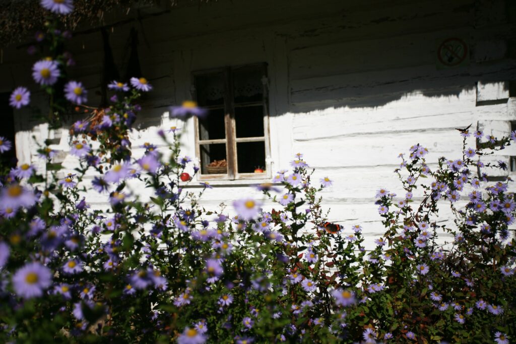 Drewniany dom z bieloną elewacją i kwitnącymi kwiatami przed oknem w skansenie w Wygiełzowie